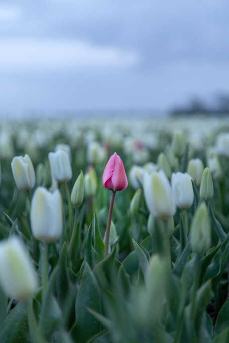Roze tulp
