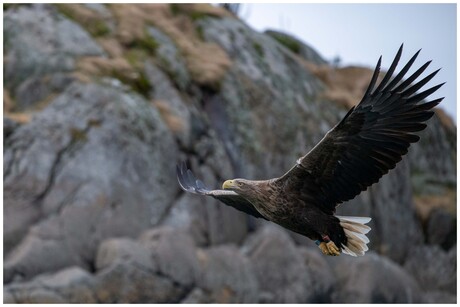 White tailed eagle
