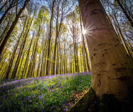 Zonlicht op paars tapijt