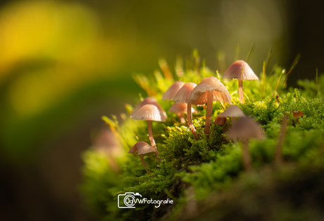 Herfst in het bos