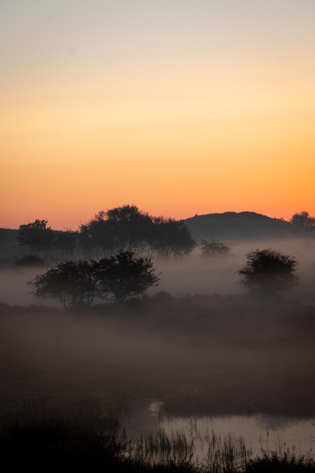 zonsopkomst met mist in de duinen van Wassenaar