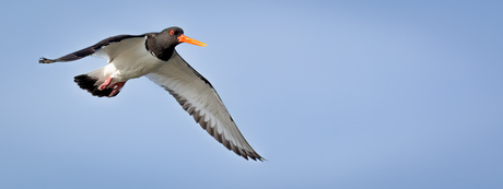 Scholekster in vogelvlucht