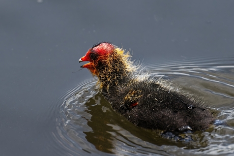 Mama !!