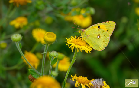 Oranje Luzerne vlinder