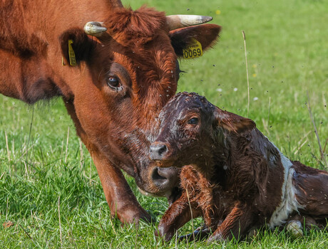 pas geboren