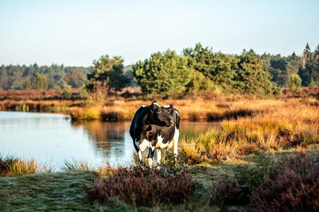 Koe op de hei