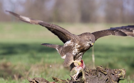 buizerd met prooi