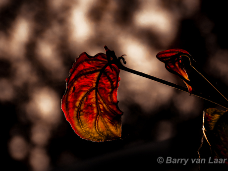Herfst…