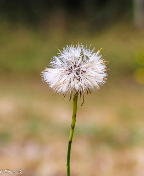 paardenbloem