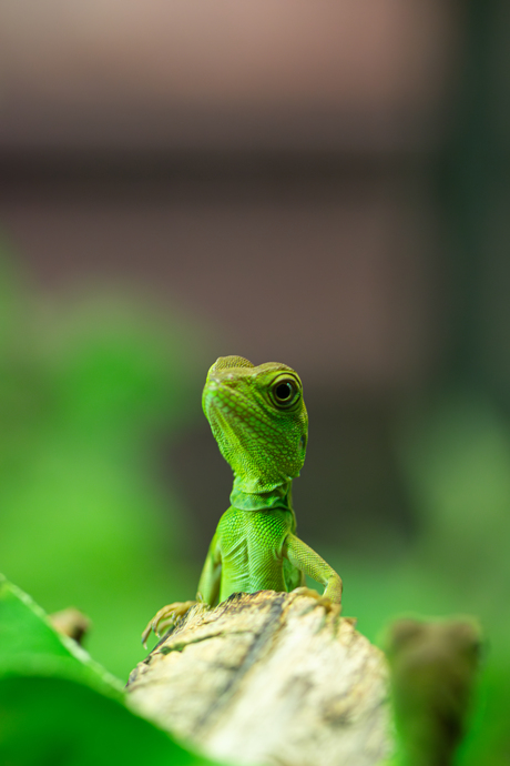 Dino's en andere glibberige diertjes