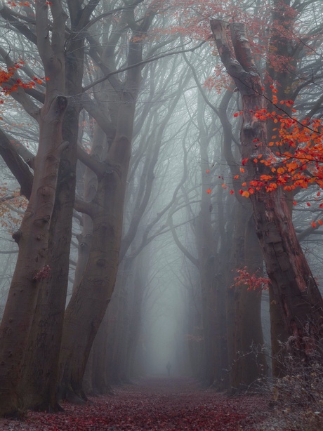 Spooky forest mooie mistige ochtend 