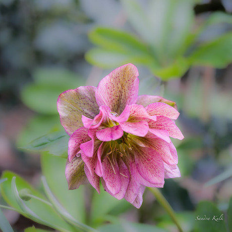 Helleborus…..