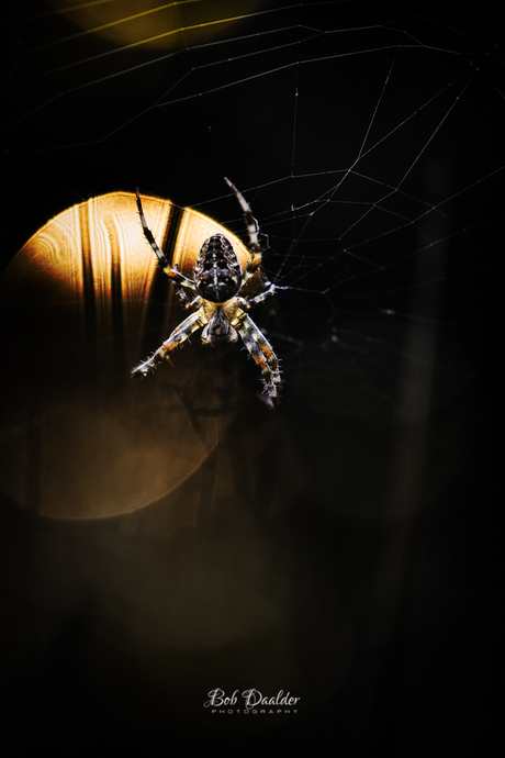 Just a spider