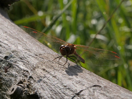 Libelle