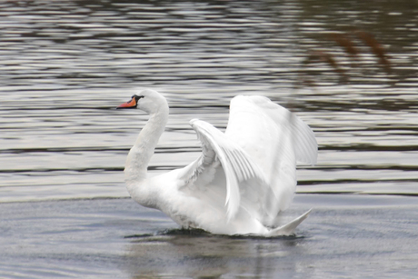 Grazieuze zwaan