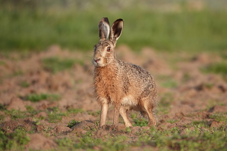 Haasje in de polders