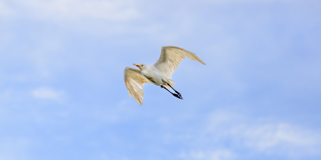 koereiger