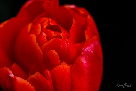 De rode tulp