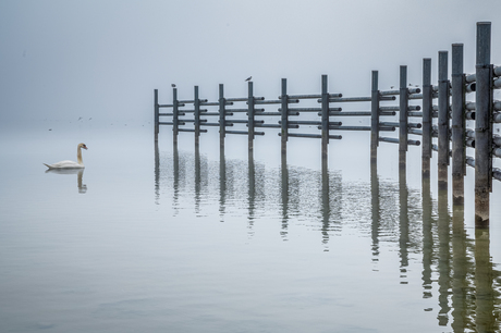 Lonely Swan