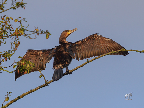 Hoog en droog (2)