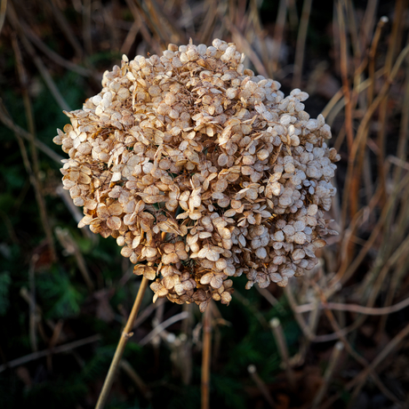 Uitgebloeide hortensia
