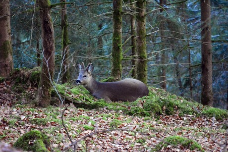 Rustende reebok in leger (1)