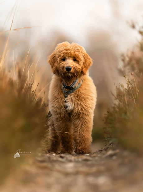 Golden Doodle pup