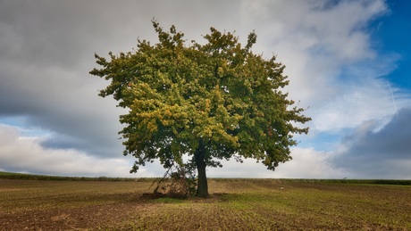 Coenen-boom