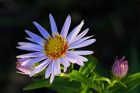 Aster d'automne