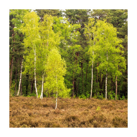 - Nederland | De Bilt/Bilthoven | Lente groen -