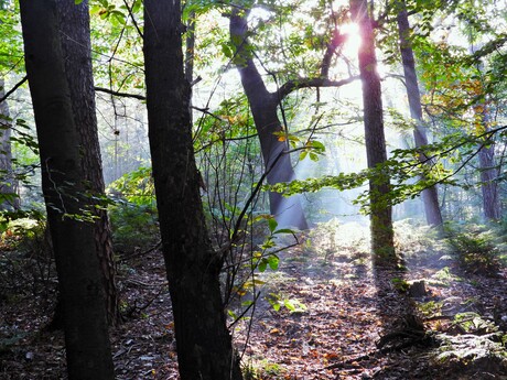 Zonneharpen Kaapse Bossen