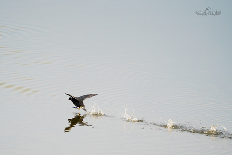 Meerkoet in volle actie