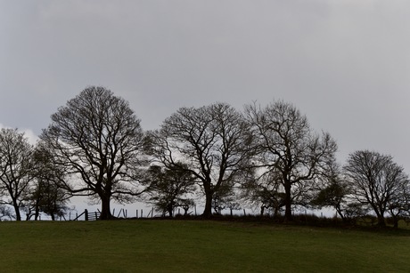 Mijn favoriete bomenrij