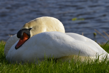 Zwaan rust uit in het gras maar continue alert