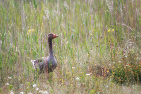 Gans in het long gras