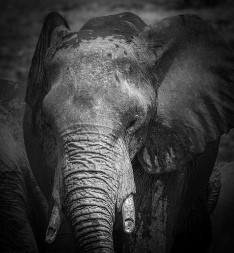 Close up van deze schitterende olifant bij een waterplaats in Etosha