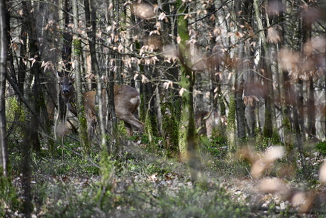 Ree in het bos