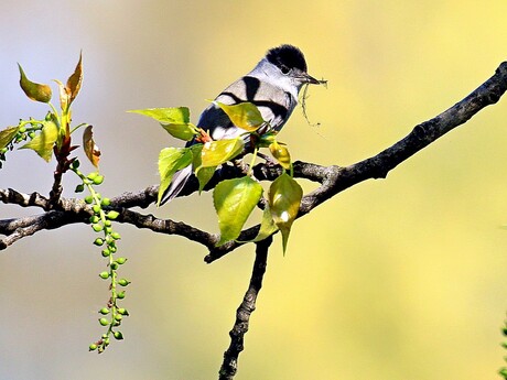 The Feathered Consort