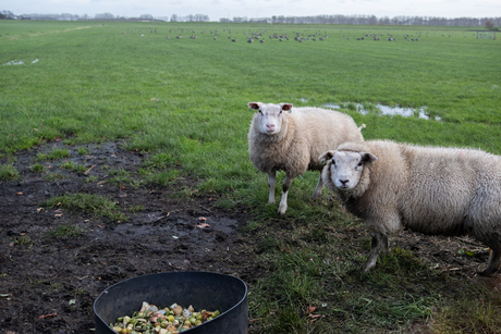 Twee schapen in de polder