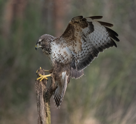 Buizerd