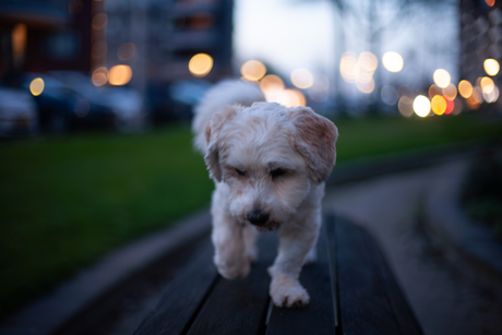 Dog in the city