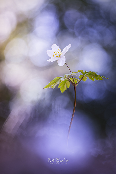 Bosanemoon tegen een fantastische achtergrond