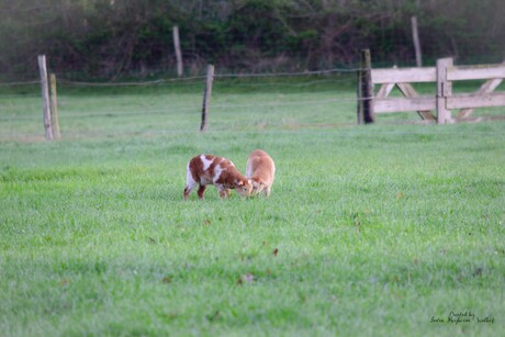 Twee lammetjes die samen grazen 