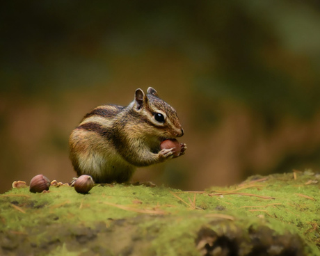 Siberische grond eekhoorn