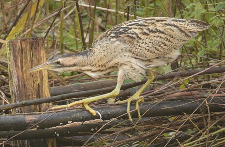 Roerdomp  (Botaurus stellaris). 