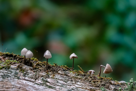 || It’s A Small World