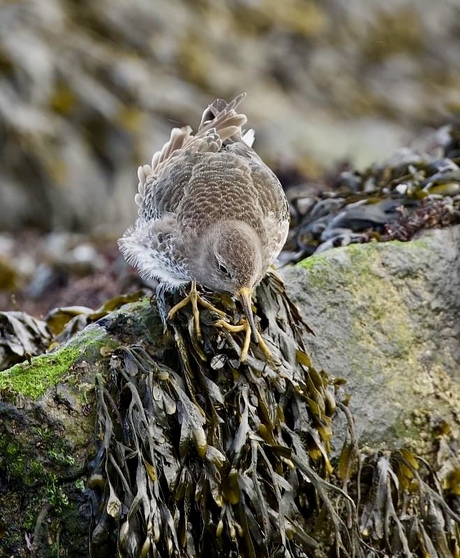 Paarse Strandloper