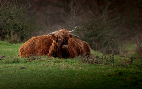 Schotse Hooglander