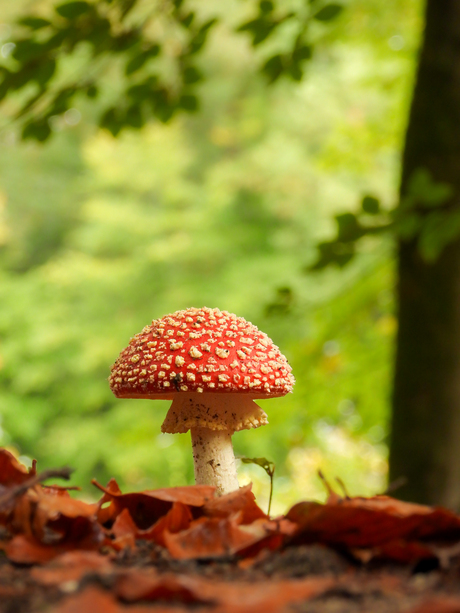 Rood met witte stippen 