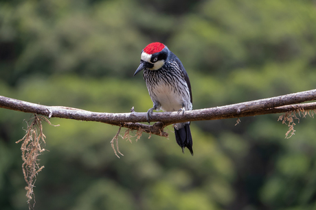 Eikelspecht op takje